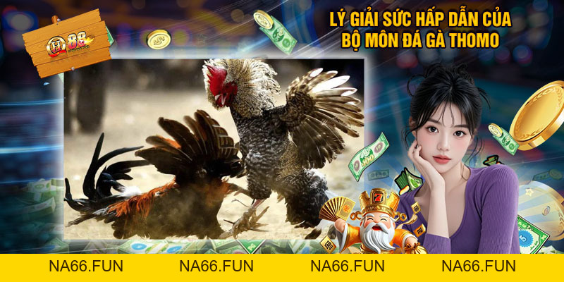 Đá Gà Thomo - Trực Tiếp Siêu CUP Live Có Bình Luận Viên