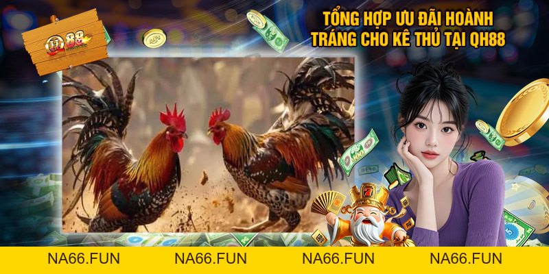 Đá Gà Cựa Dao Qh88 - Tổng Hợp Thông Tin Thú Vị Cần Biết