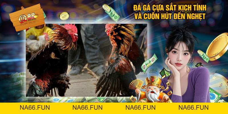 Đá Gà Cựa Sắt QH88 - Địa Chỉ Xem Chọi Kê Đẳng Cấp Đá Gà Cựa Sắt QH88 - Địa Chỉ Xem Chọi Kê Đẳng Cấp