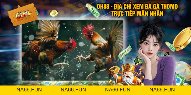 Đá Gà Thomo QH88 – Sân Chơi Kịch Tính Cho Người Mê Chọi Kê Đá Gà Thomo QH88 – Sân Chơi Kịch Tính Cho Người Mê Chọi Kê