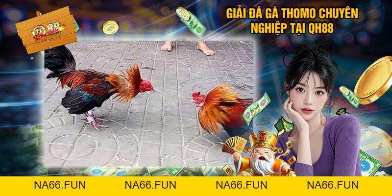 Đá Gà Thomo QH88 – Sân Chơi Kịch Tính Cho Người Mê Chọi Kê Đá Gà Thomo QH88 – Sân Chơi Kịch Tính Cho Người Mê Chọi Kê